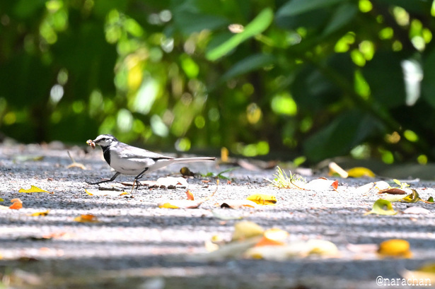 DSC_3002.JPG