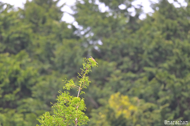 DSC_3042.JPG