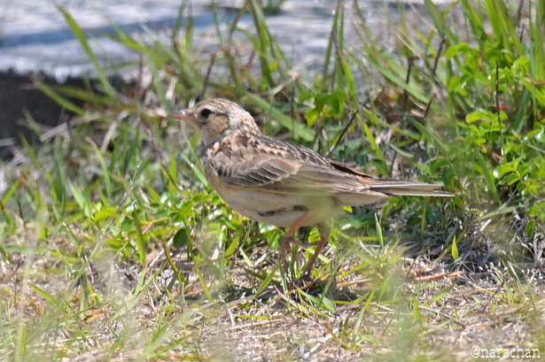 DSC_3294.JPG