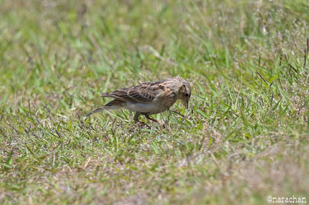 DSC_3306.JPG