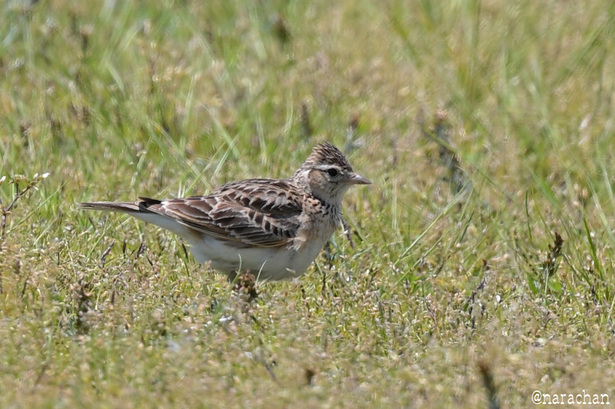 DSC_3393.JPG