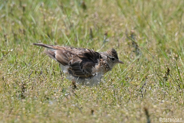 DSC_3395.JPG