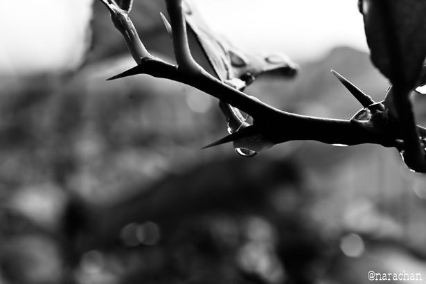 DSC_3511_00015.JPG