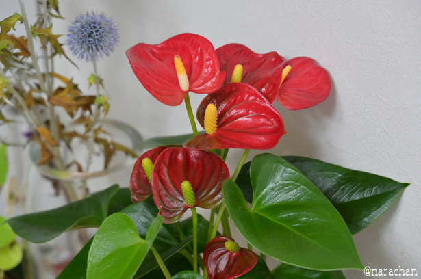 DSC_3551_00007.JPG