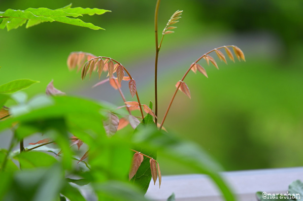 DSC_3555_00011.JPG