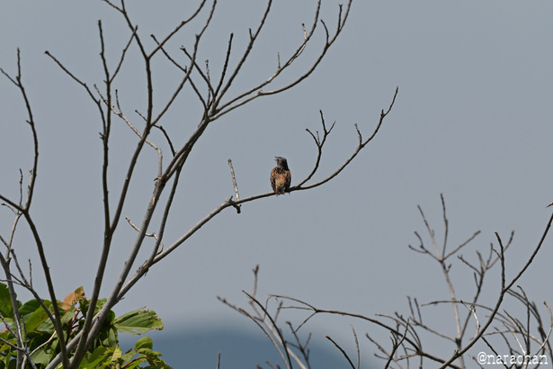 DSC_3653.JPG