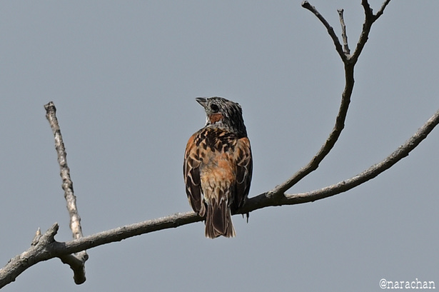 DSC_3654.JPG