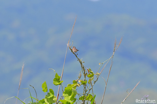 DSC_3657.JPG