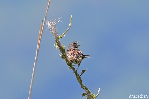DSC_3672.JPG