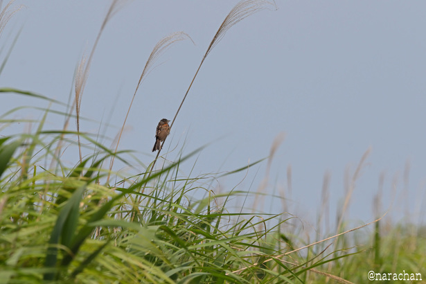 DSC_3678.JPG