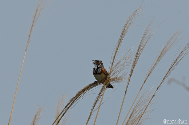 DSC_3679.JPG