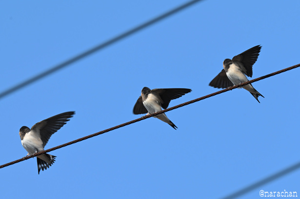 DSC_3822.JPG