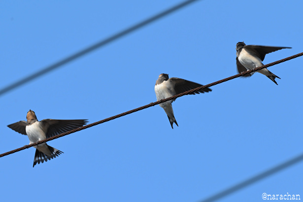 DSC_3824.JPG