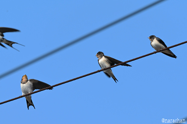DSC_3826.JPG