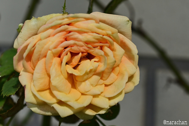 DSC_3968_00001.JPG