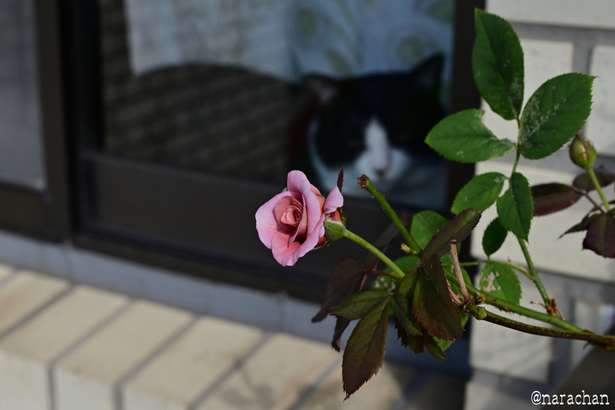 DSC_3973_00005.JPG