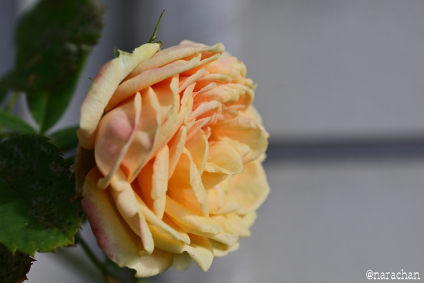 DSC_3974_00006.JPG