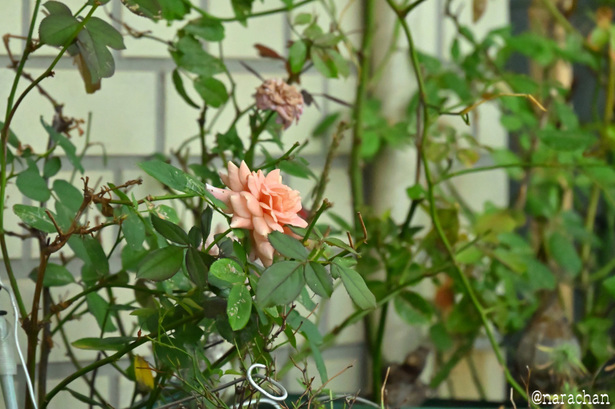 DSC_4001_00009.JPG