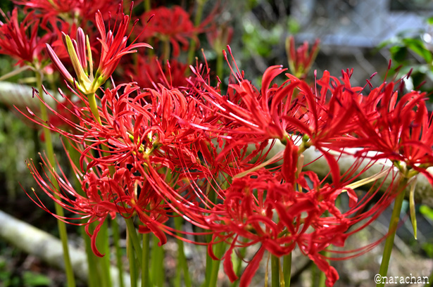 DSC_4101_00008.JPG