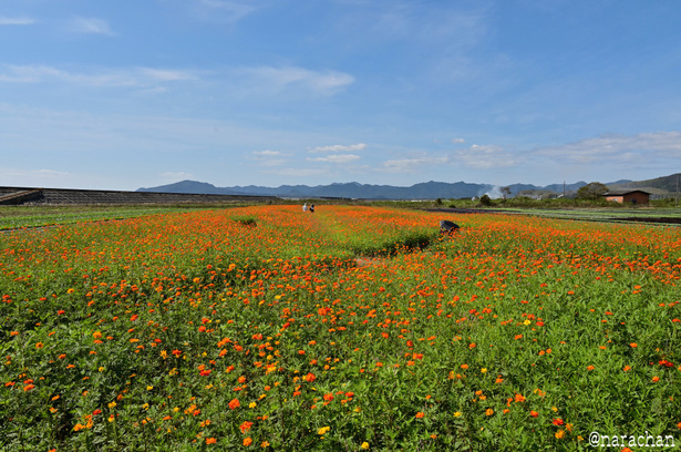 DSC_4178_00002.JPG