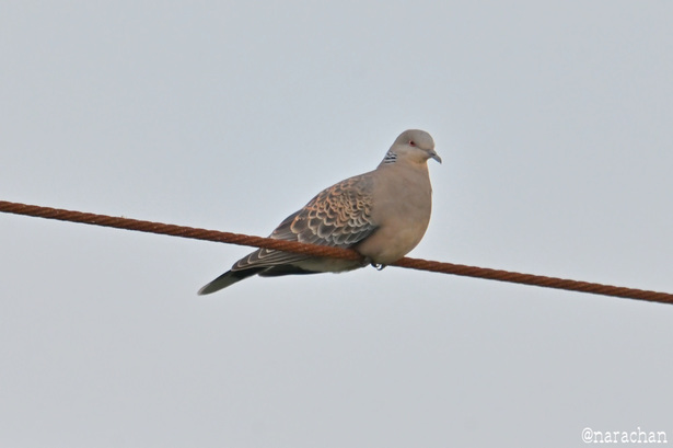 DSC_4389.JPG