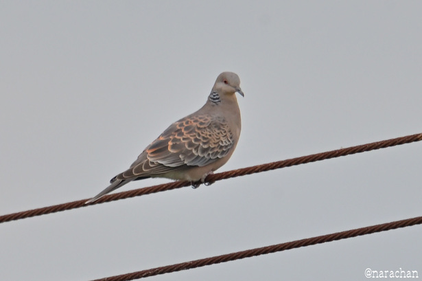 DSC_4414.JPG