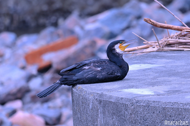 DSC_4422.JPG