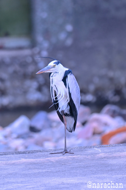 DSC_4424.JPG