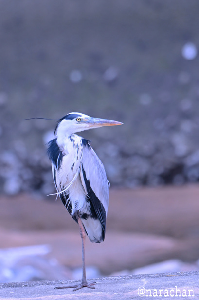 DSC_4427.JPG