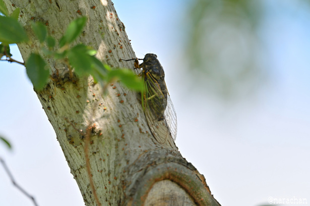 DSC_4496.JPG