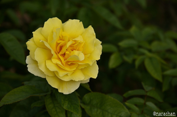 DSC_4519_00011.JPG
