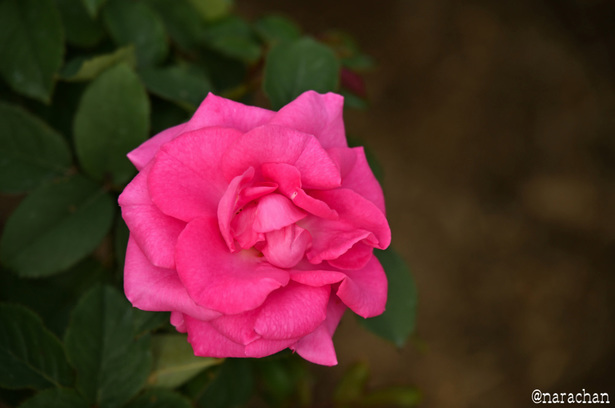 DSC_4521_00013.JPG