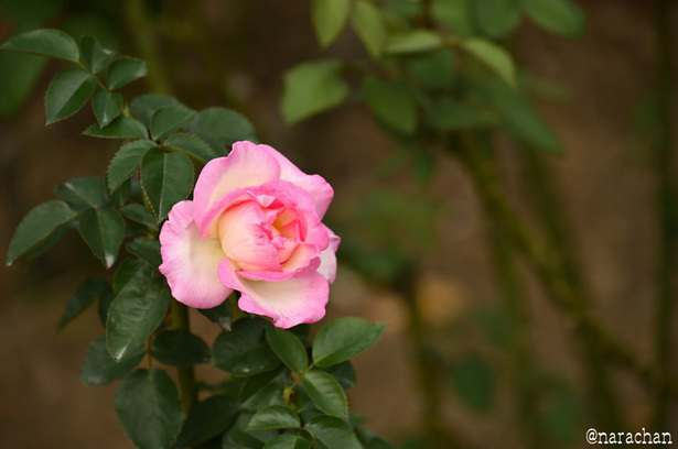 DSC_4523_00015.JPG
