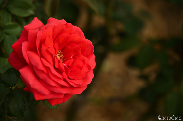 DSC_4525_00017.JPG