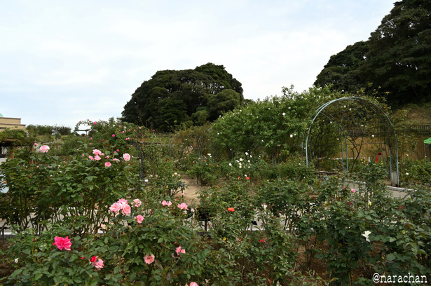 DSC_4540_00032.JPG