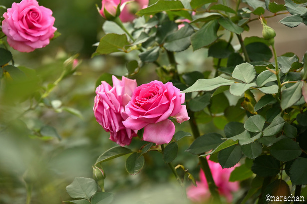 DSC_4541_00033.JPG