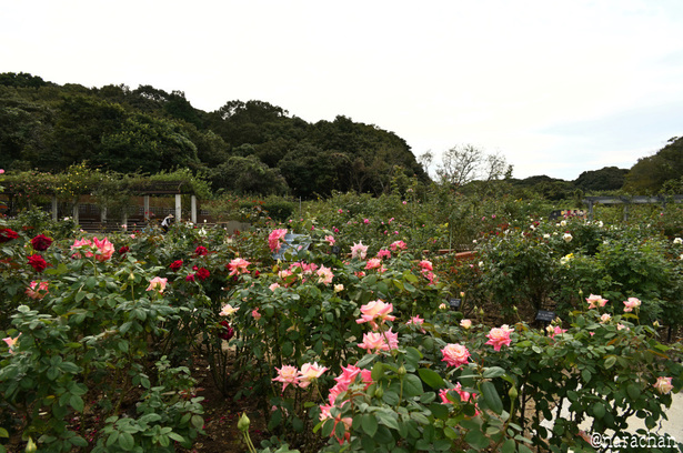 DSC_4545_00037.JPG