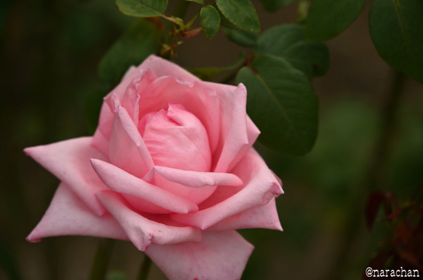DSC_4551_00043.JPG