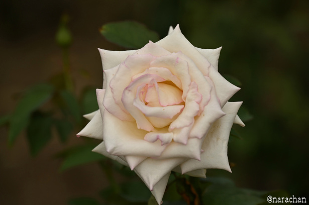 DSC_4553_00045.JPG