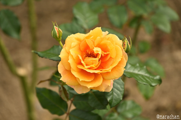 DSC_4564_00056.JPG