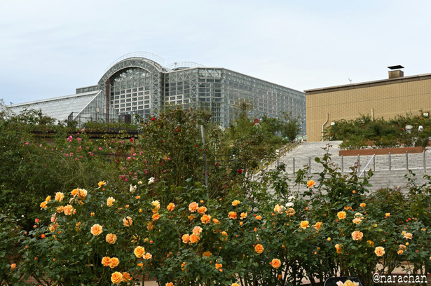 DSC_4573_00064.JPG