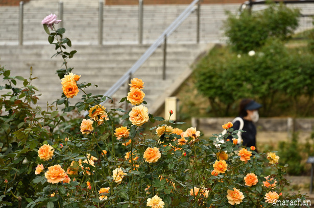 DSC_4574_00065.JPG