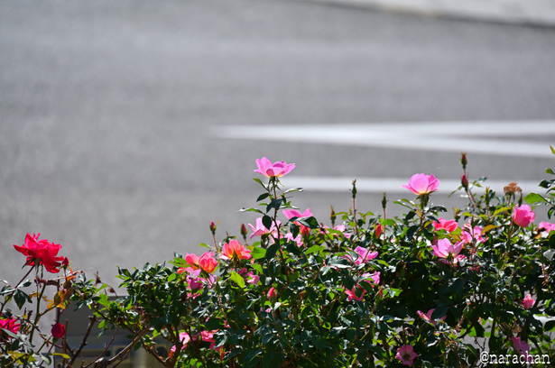 DSC_4590_00009.JPG
