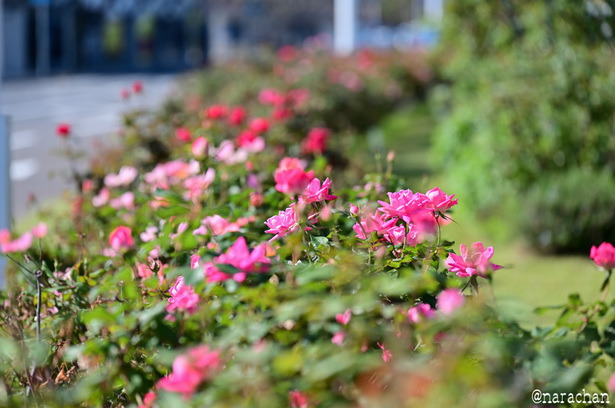 DSC_4599_00016.JPG