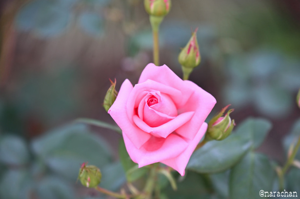 DSC_4601_00018.JPG