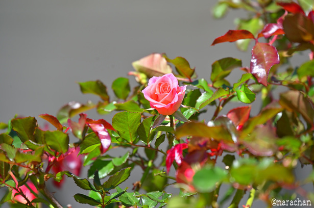 DSC_4608_00024.JPG