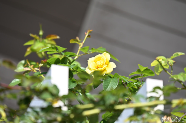 DSC_4611_00027.JPG