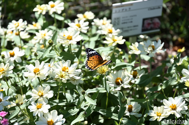 DSC_4617_00032.JPG