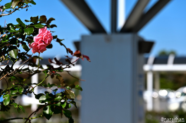 DSC_4624_00039.JPG