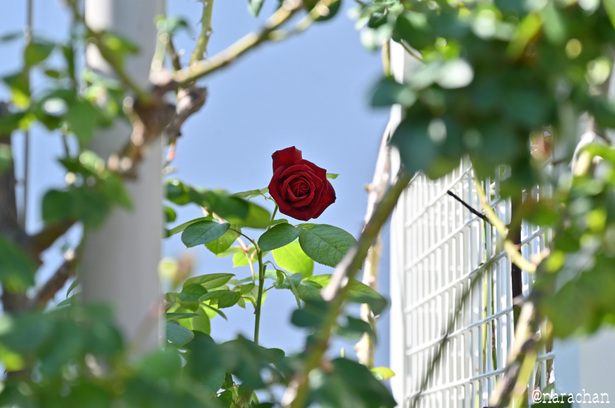 DSC_4626_00041.JPG